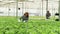 Female agronomist inspecting a culture of green salad