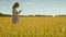 Female agronomist looking wheat ears. Scientist examining wheat harvest