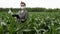 Female agronomist with mask and gloves holds laptop and gives thumbs up for successful corn crop