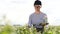 female agronomist with tablet check the growth of a field with buckwheat flowers. woman touching hand plant shoots and