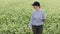 female agronomist with tablet check the growth of a field with buckwheat flowers. woman touching hand plant shoots and