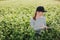 female agronomist with tablet check the growth of a field with buckwheat flowers. woman touching hand plant shoots and