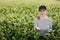 female agronomist with tablet check the growth of a field with buckwheat flowers. woman touching hand plant shoots and