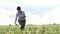 a female agronomist with a tablet checks the growth of a field with buckwheat flowers. the woman examines the field and