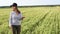 a female agronomist with a tablet checks the growth of a field with buckwheat flowers. the woman examines the field and