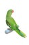 Female Alexandrine Parakeet