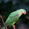 Female Alexandrine Parakeet