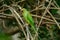 Female Alexandrine Parakeet (Psittacula eupatria)