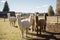 Female alpacas on a farm