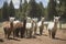 Female alpacas on a farm