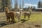 Female alpacas on a farm