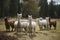 Female alpacas on a farm