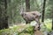 Female alpine ibex looking at camera