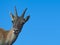 Female of Alpine Ibex Rock goat