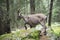 Female alpine ibex walking in a wood