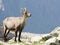 Female alpine steinbock on a rock