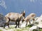 Female Alpine Steinbock with young