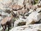 Female Alpine Steinbock with young