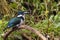 Female Amazon kingfisher - Chloroceryle amazona