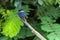Female Amazon kingfisher - Chloroceryle amazona