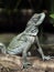 female Amboina Sail Finned Lizard, Hydrosaurus amboinensis, sits on a trunk on the water and looks around