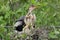 Female American Anhinga with Young at Nest - Everglades National