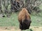 Female American Bison front view. Eating. Close-up. also known as American Buffalo