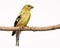 Female american goldfinch perch on a branch
