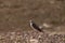 Female American kestrel bird, Falco sparverius