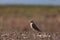 Female American kestrel bird, Falco sparverius