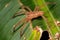 Female American nursery web spider standing in Tortuguero, Costa Rica