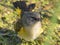 Female American redstart portrait in fall before/during migration taken off of the Minnesota River Valley