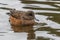 Female American Widgeon