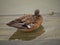 Female American Wigeon preening while standing on a submerged log.