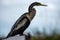 Female Anahinga Bird Pirched on Railing