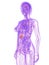 Female anatomy - gallbladder