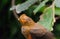 Female Andean cock-of-the-rock