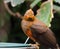 Female Andean cock-of-the-rock