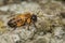 Female Andrena Mining Bee
