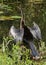 Female Anhinga Bird