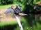 Female anhinga preening in wetlands in Florida
