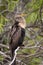 Female Anhinga resting in a tree