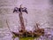 Female Anhinga on a Scenic Wetland Tree Trunk