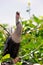 Female Anhinga singing in wetlands