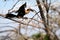 Female anhinga taking off