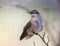 Female Anna`s Hummingbird
