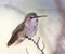 Female Anna`s Hummingbird