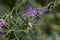 Female Anna`s hummingbird