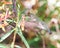 Female Anna`s Hummingbird in Flight