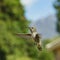 Female Anna\'s Hummingbird hover in air